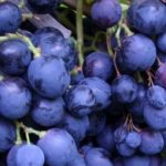 Алтайский сорт винограда Загадка Шарова, особенности посадки и выращивания