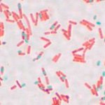 Bacillus subtilis - активный компонент фитоспорина