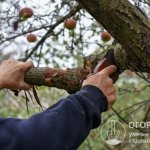 Благодаря правильно проведенной процедуре деревья смогут перезимовать с наименьшими потерями, а в идеале – и вовсе без них