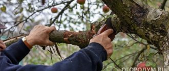 Благодаря правильно проведенной процедуре деревья смогут перезимовать с наименьшими потерями, а в идеале – и вовсе без них