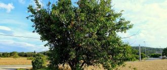 дерево груша