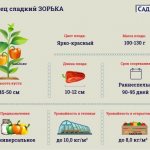 Характеристика сорта перцев Зорька