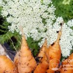 К числу представителей семейства Зонтичные, выращиваемых на каждом огороде, помимо морковки относятся укроп, петрушка, сельдерей, кинза (кориандр) и др.