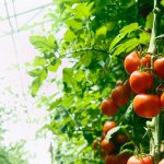 Как подготовить грядку для помидоров в теплице и открытом грунте