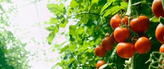 Как подготовить грядку для помидоров в теплице и открытом грунте
