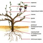Как правильно пересадить виноград осенью