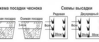 Как сажать чеснок под зиму: советы опытных садоводов