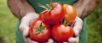 Какие сорта помидоров рекомендуется выращивать в теплицах