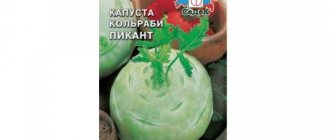 Капуста кольраби: 80 фото ( полезные и опасные свойства)