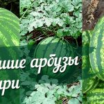 лучшие арбузы сибири