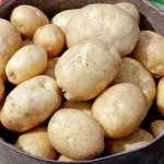лучшие сорта картофеля с описанием для разных регионов