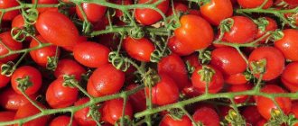 Много красных овальных помидоров черри на плодоножках