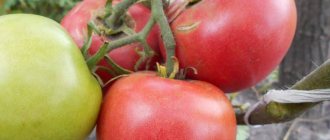 'Молодой сорт, успевший полюбиться огородникам - томат "Сибирское яблоко"' width="800