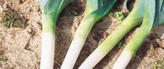 Морозостойкий сорт лука-порея – Коламбус: что собой представляет, как выращивать и когда собирать урожай?