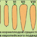 Мясистые корнеплоды огородной моркови могут быть усечённо-коническими, цилиндрическими или веретенообразными