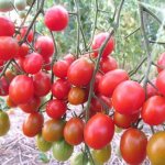 Общая характеристика сорта томата Карамелька