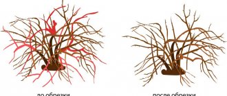 Омоложивающая обрезка крыжовника