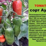 Описание и характеристики томата аурии