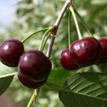 Описание и список лучших сортов вишни для Ленинградской области