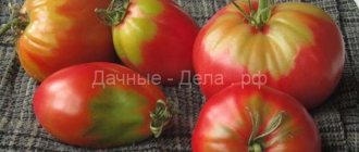 Почему у помидоров желтое пятно («плечики») у плодоножки: причины и что делать?