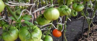 Подвязанные томаты