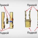 Привой и подвой