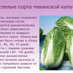 Раннеспелые сорта пекинской капусты