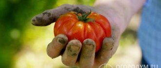 Российский томат «Чудо земли» – крупноплодный сорт с круглыми, чуть плоскими, с легкой ребристостью плодами