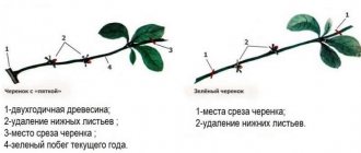 Руководство по черенкованию черешни летом: от выбора черенков до ухода за новым деревом