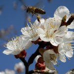 С целью максимально успешного процесса опыления на стадии активного цветения необходимо наличие пчел