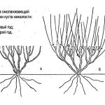 Схема омолаживающей обрезки кустарника