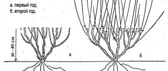 Схема омолаживающей обрезки кустарника