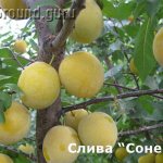 Слива (алыча) Сонейка