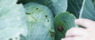 Слизни и другие насекомые оставляют дырки на листьях, те высыхают