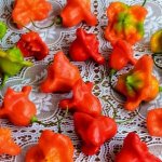 'Сочетающий противоположные вкусы и похожий на цветок удивительный сорт перца "Колокольчик"' width="800