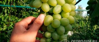 Сорт винограда «Монарх» (на фото) успешно выращивается в приусадебных хозяйствах самых разных регионов России