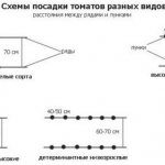 Томат Дар Заволжья. Описание сорта, фото, отзывы