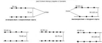 Томат Дар Заволжья. Описание сорта, фото, отзывы