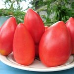 томат Супермодель Особенности выращивания и ухода