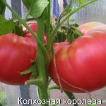 Томаты Колхозная королева. Описание сорта, фото, отзывы