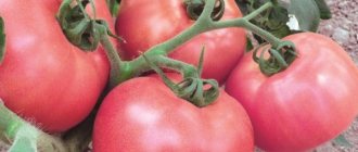 Томаты Малиновое Виконте. Отзывы, описание, фото