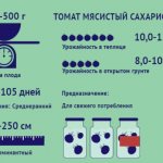 Томаты Мясистый Сахаристый. Описание сорта, фото, отзывы