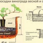 Виноград Фурор. Описание сорта, фото, отзывы, характеристика