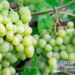 Виноград «Кеша» (на фото) садоводы оценили за крупные вкусные плоды, высокую урожайность и ранние сроки созревания