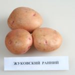 Жуковский ранний